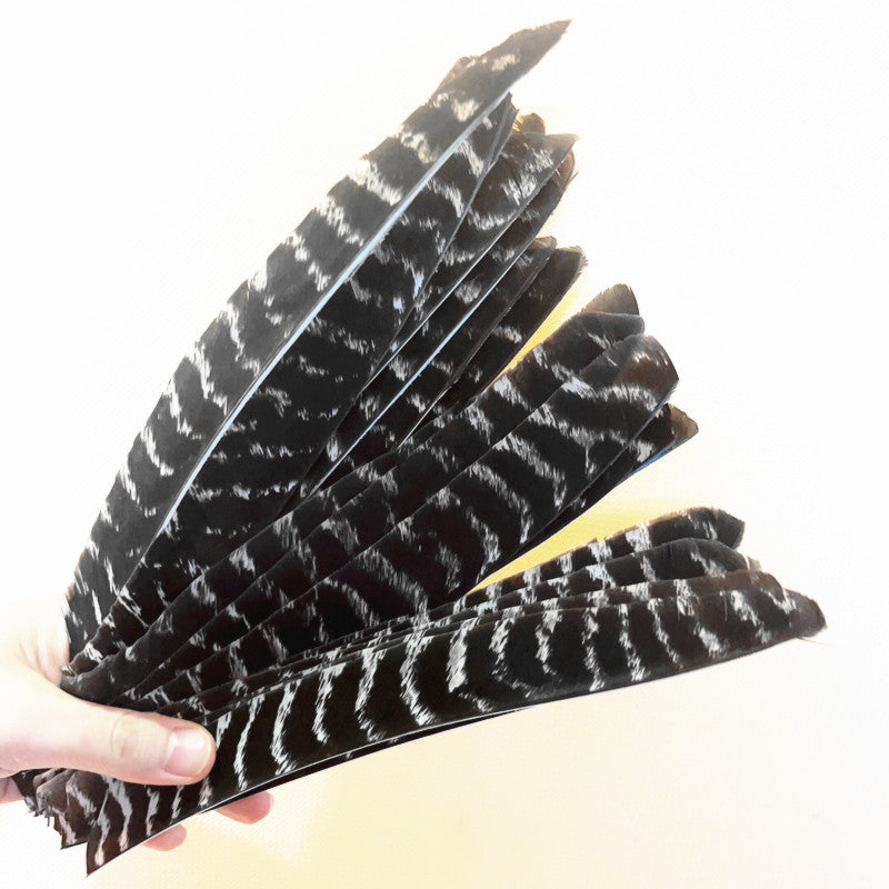 Natural Barred Turkey Full Length Feathers