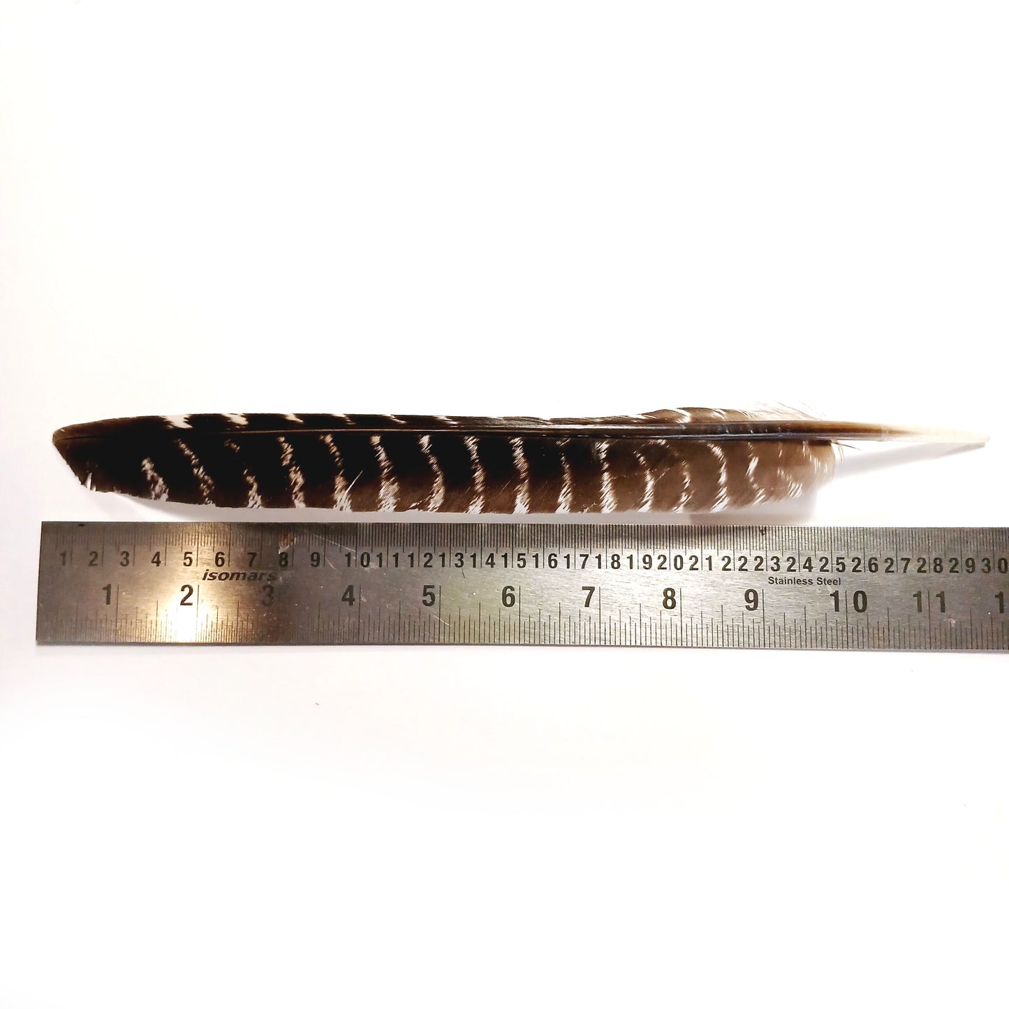 Natural Barred Turkey Feathers - Full Length - uncut