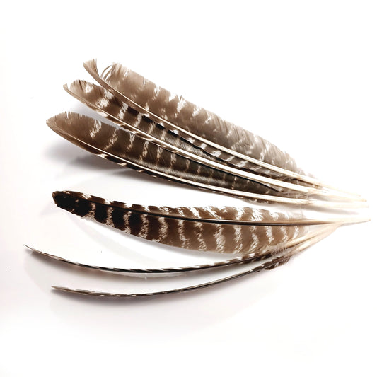 Natural Barred Turkey Feathers - Full Length - uncut