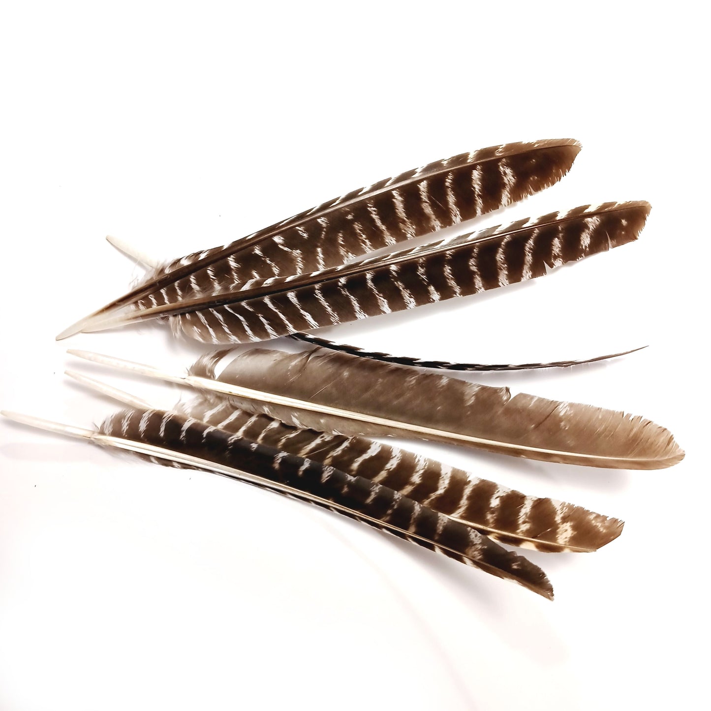 Natural Barred Turkey Feathers - Full Length - uncut