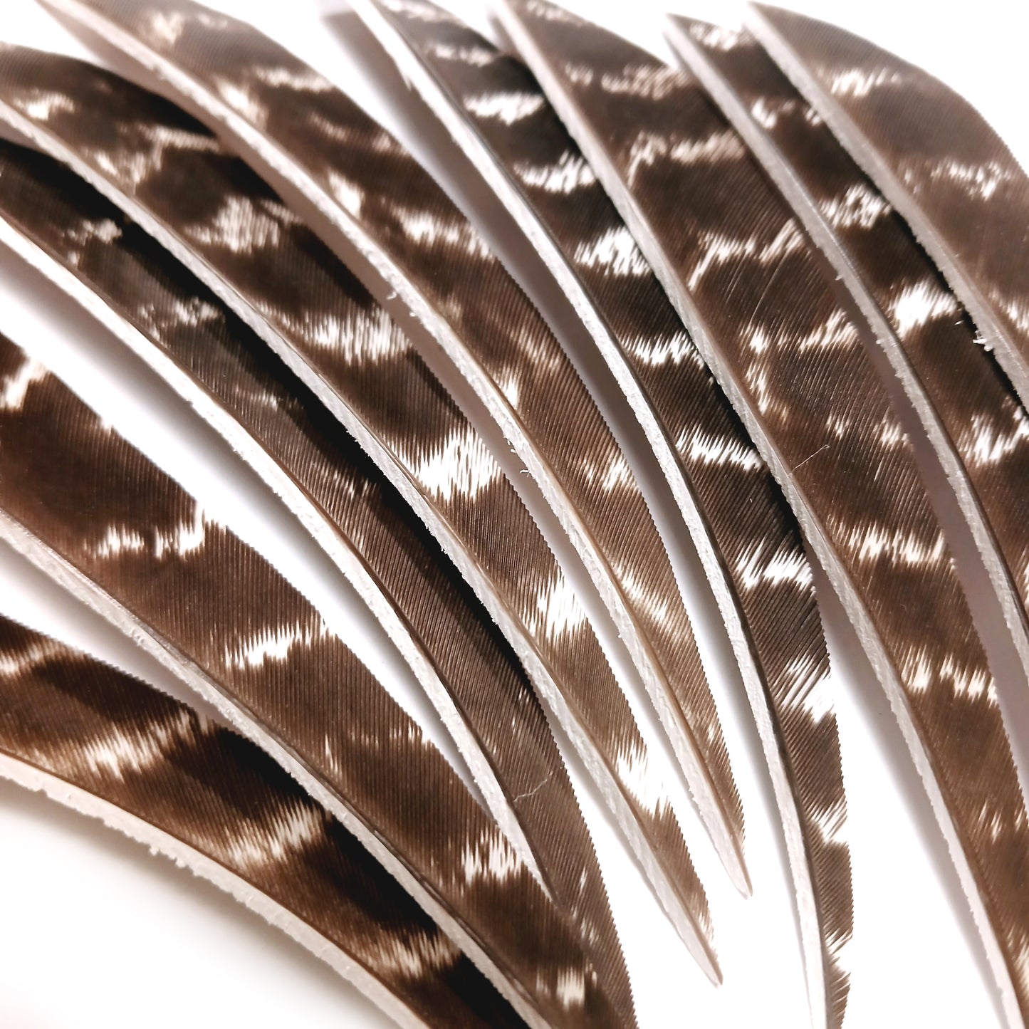 Natural Barred Turkey Feathers Parabolic Cut 5"